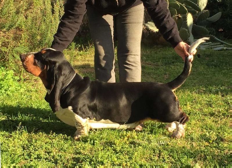 TERRA D'ORFILI GIOTTO | Basset Hound 