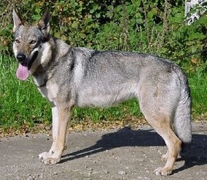 Bacardi Eden severu | Czechoslovakian Wolfdog 