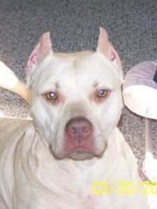 Bush's O' Asha | American Pit Bull Terrier 