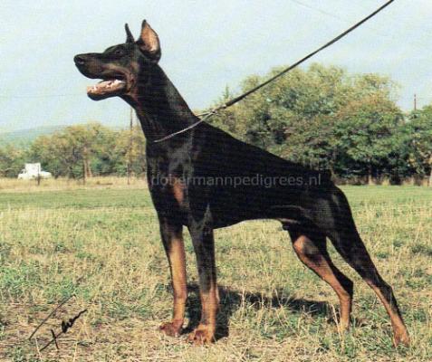 Arany-Sárkány Ulsen | Black Doberman Pinscher