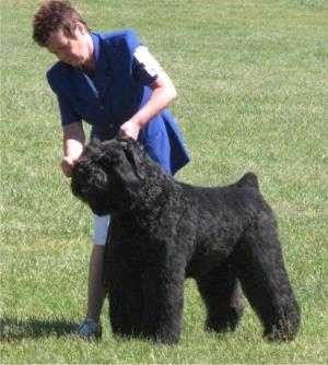 LUIK THE DEMOLITION MAN AT LESKIPS | Bouvier des Flandres 