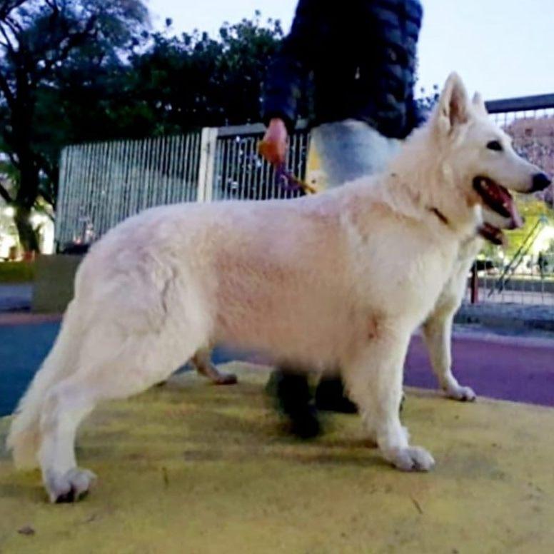 Extreme Theophilus Sadalsuud | White Swiss Shepherd Dog 