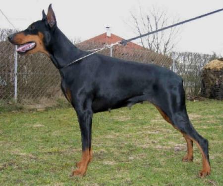 Fiona v.d. Treuen Seele | Black Doberman Pinscher