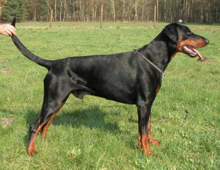 Frisko v.d. Mooreiche | Black Doberman Pinscher