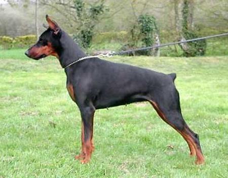 Gem'Givveeon Femme Fatale | Black Doberman Pinscher