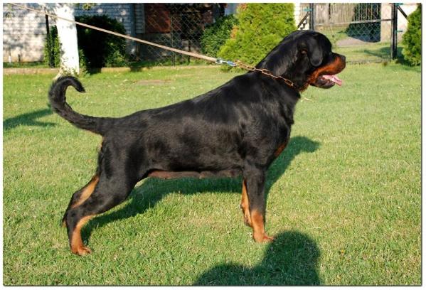 Rendy von Zwischenhaine | Rottweiler 