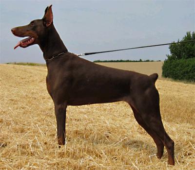 Mystic Hazel Ginga House | Brown Doberman Pinscher