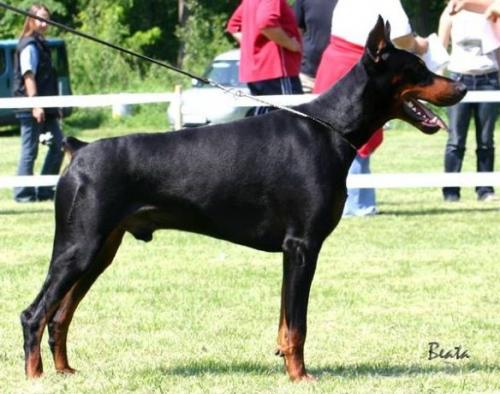 Barnabas Opus Meum | Black Doberman Pinscher