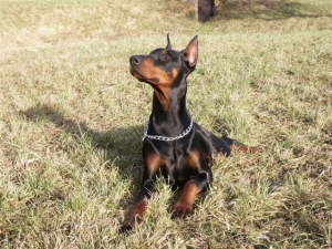 Bacio Opus Meum | Black Doberman Pinscher