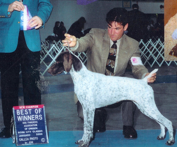 Winter Creek's Attitude To NV | German Shorthaired Pointer 