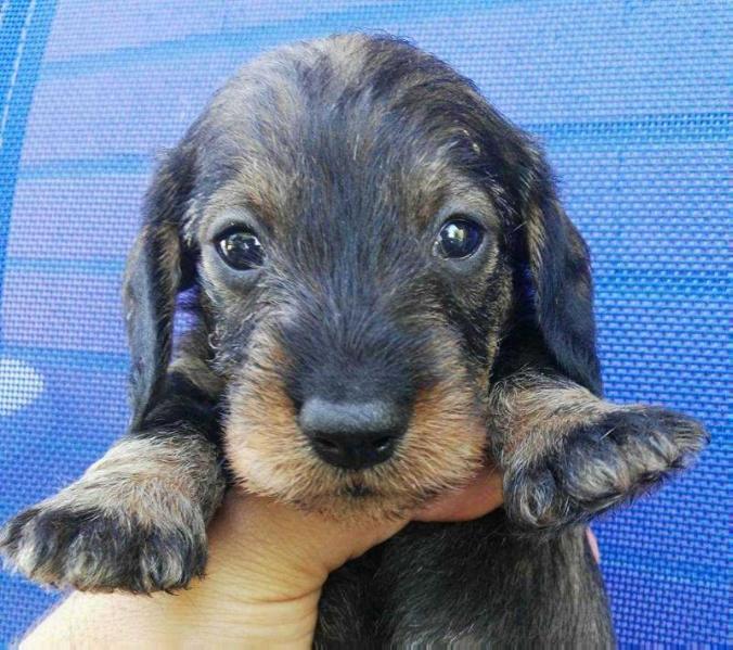 Wittoriosa Widua | Dachshund 