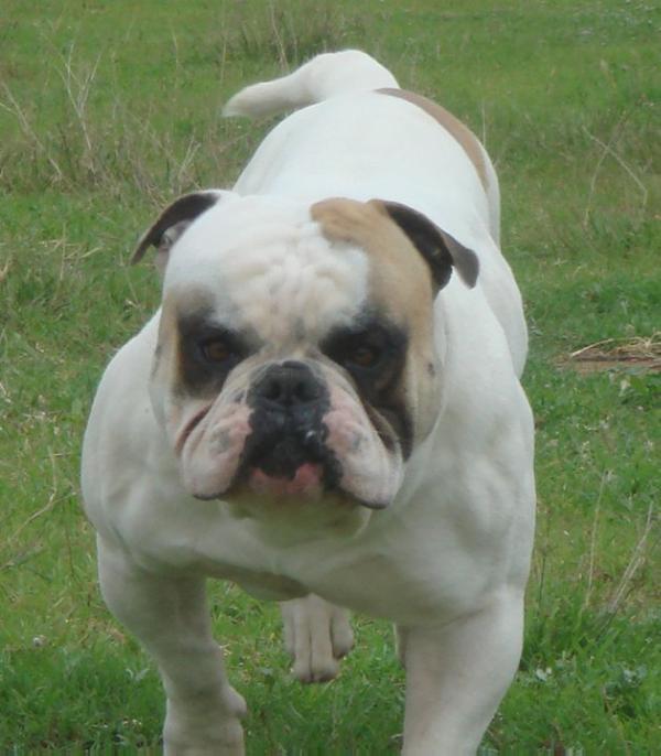 White Angels Cassius Clay | American Bulldog 