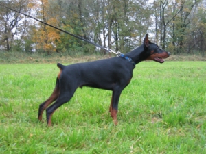 Barbarossa Opus Meum | Black Doberman Pinscher