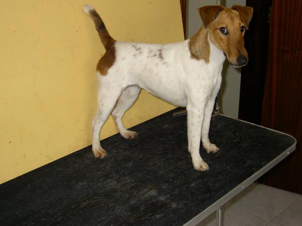 Tjuringa Von Haus Lusitania | Smooth Fox Terrier 