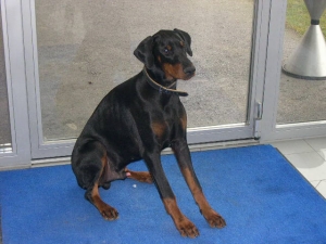 Baron Boccaccio Opus Meum | Black Doberman Pinscher