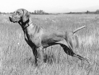 Viesoo's Prodigal Son | Hungarian Vizsla 