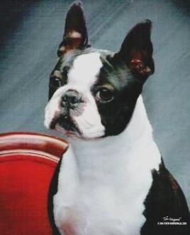T-BO'S TOP GUN FOR HIRE | Boston Terrier 