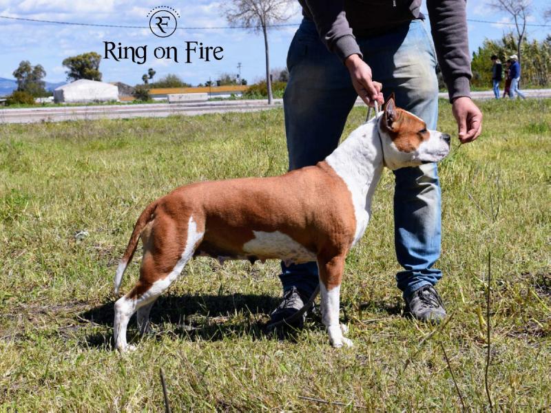 Beauty Lady King of Ring's '2012' | American Staffordshire Terrier 