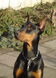 Bhawani Opus Meum | Black Doberman Pinscher