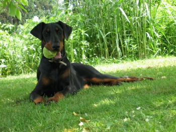 Allegra Opus Meum | Black Doberman Pinscher