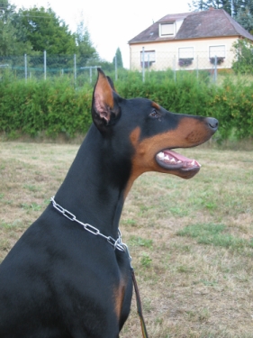 Andiamo Opus Meum | Black Doberman Pinscher