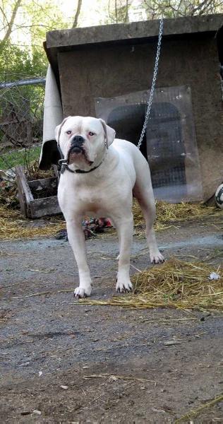 Neal's White Diamond | American Bulldog 