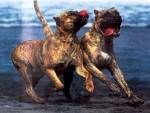 Señora de Atlantida Can | Perro de Presa Canario 