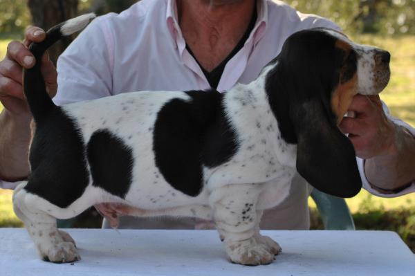 Amsicora Nando | Basset Hound 