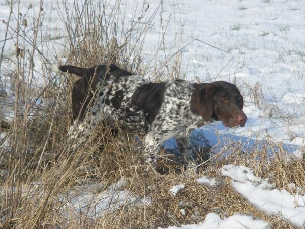 Greco de la Porte de Becray | German Shorthaired Pointer 