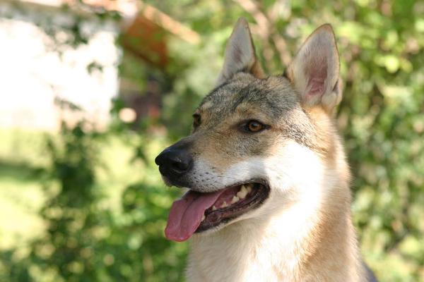 Aurora Crying Wolf | Czechoslovakian Wolfdog 