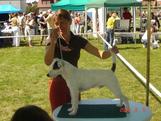 REDNOCK EMIR Green Dog | Parson Russell Terrier 