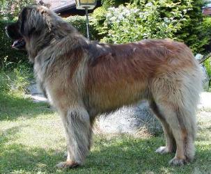 Huszár v. Sissy-Haus | Leonberger 