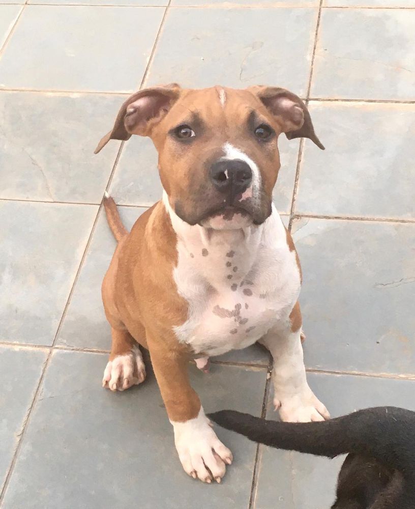 Rocco Dumont Amstaff | American Staffordshire Terrier 
