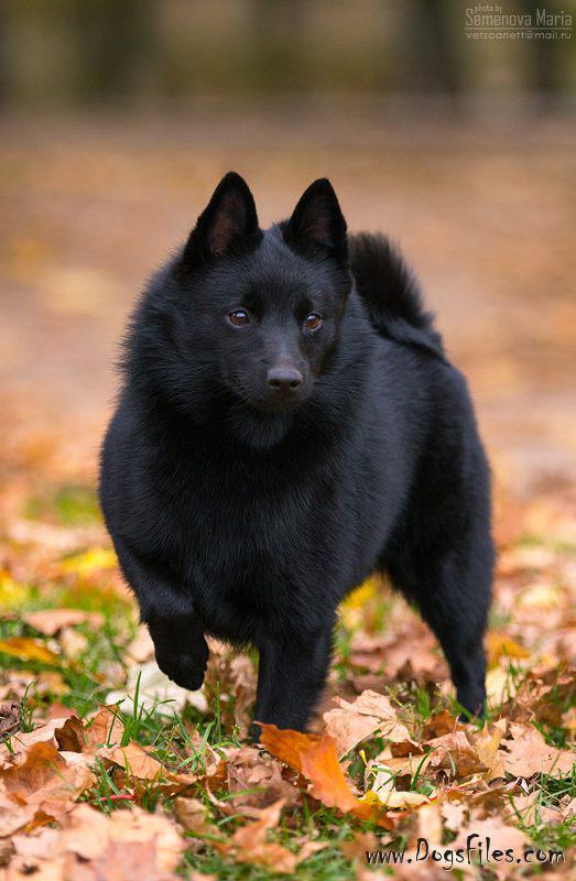 VICTORIA'S SECRET S SUSCHEVKI | Schipperke 