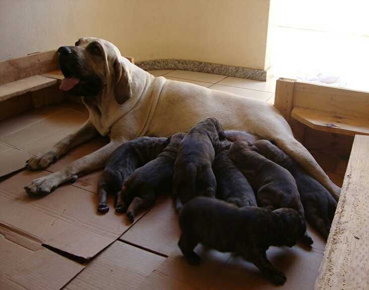 Zuma Gigantes do Apora | Fila Brasileiro 