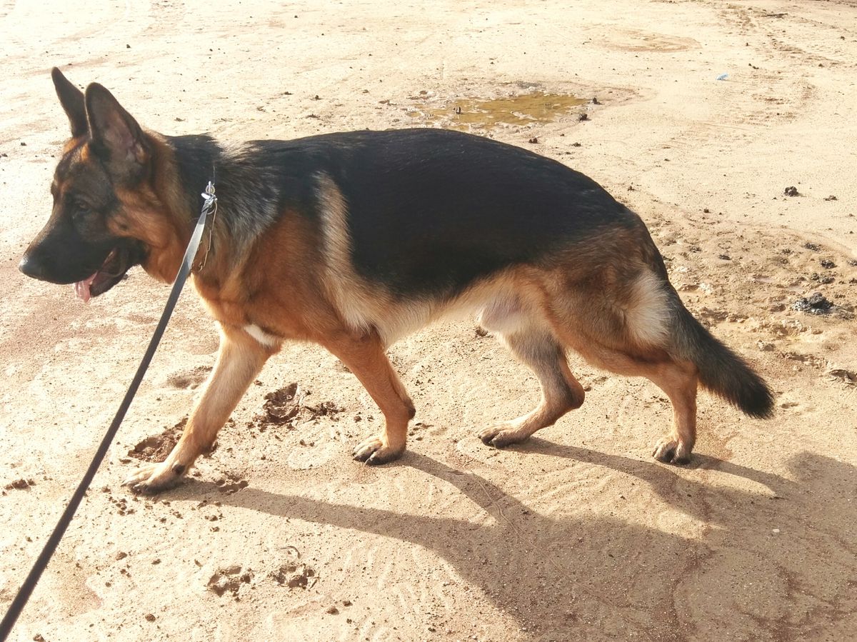 JANU z Kojca Holan | German Shepherd Dog 