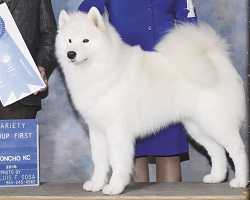 TRAILBLAZER'S GALAXY STAR STUFF | Samoyed 