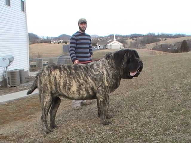 Highland Ridge Cyrus The Great Of Greiner Hall | Mastiff 