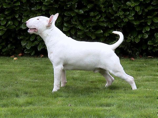 Terjo's Lord of the ring | Bull Terrier 