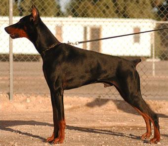 Arkan Kazimir v. Rubenhof | Black Doberman Pinscher