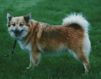 Rakel frá Thytur Stadir | Icelandic Sheepdog 