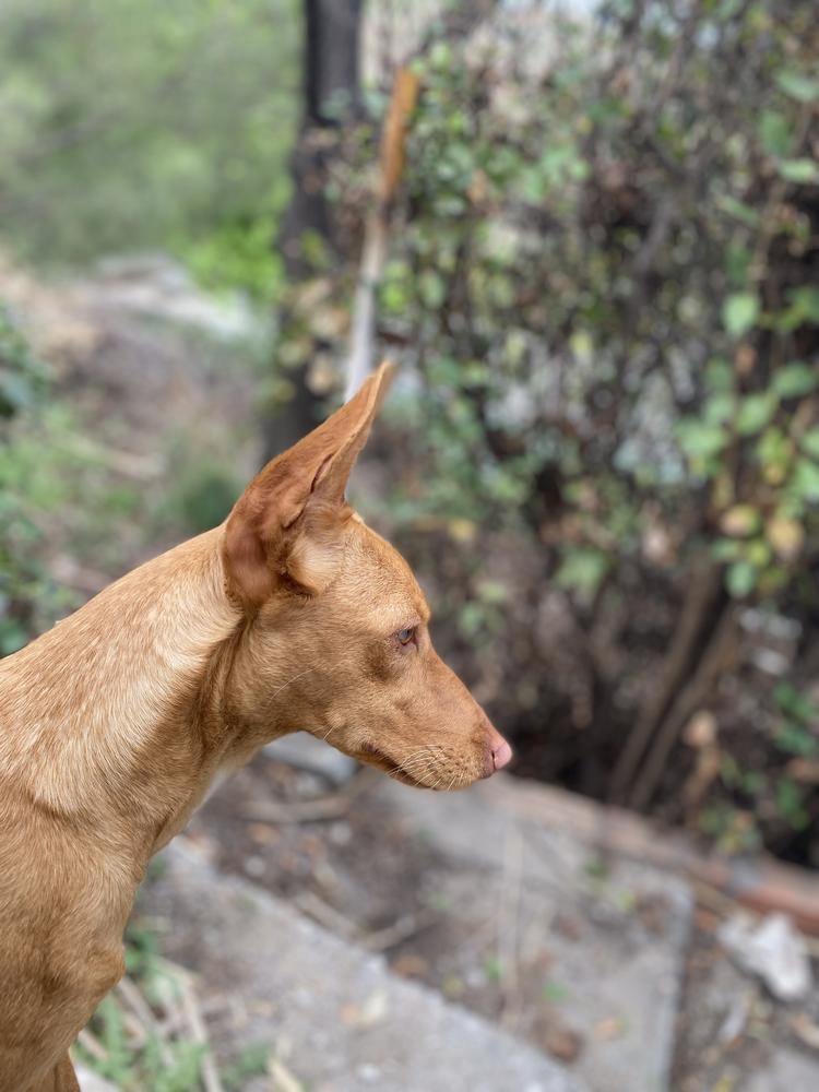 Leyenda D`Maluco de La Vega de Mijas | Andalusian Podenco 