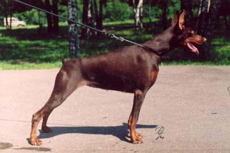 Ave Concorde Victoria | Brown Doberman Pinscher