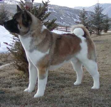 Kiowa Nighthawk At Black Cyn | Akita 