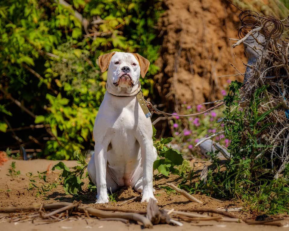 olivia bebby star | American Bulldog 