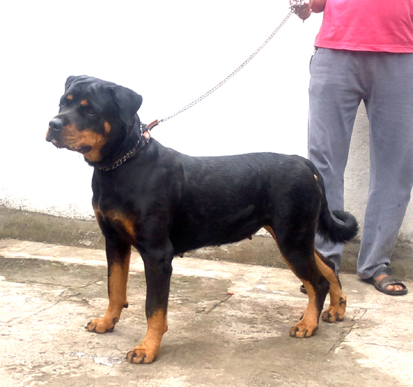 tdk tichi | Rottweiler 