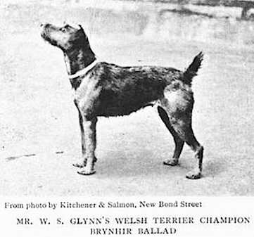 Brynhir Ballad | Welsh Terrier 