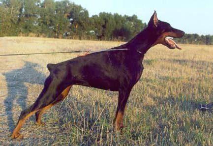 Zhemchuzhina Chernozemija Veronika Nika | Black Doberman Pinscher