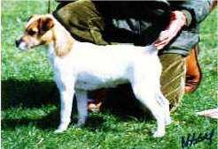 Howlbeck Tinker Tailer | Parson Russell Terrier 