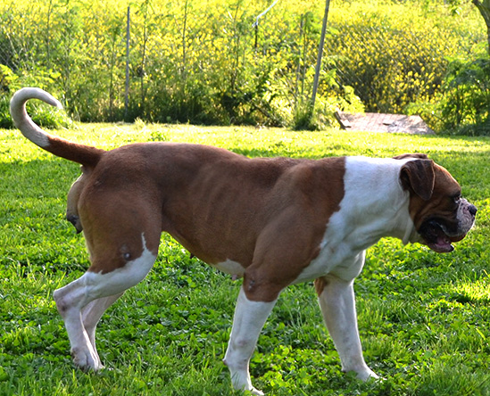 Istanbuls ROK of BGB | American Bulldog 